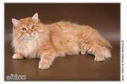 Котенок сибирского рыжего кота